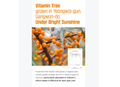 Vitamin tree fruits with text about growth location and sunlight exposure, Round Lab Vita Niacinamide Dark Spot serum Mask 10ea