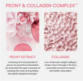 A marketing graphic for 'Peony & Collagen Complex' featuring two panels: a left panel showing pink peony flower petals and capsules labeled 'PEONY EXTRACT,' and a right panel showing translucent collagen gel capsules labeled 'COLLAGEN.' Text explains the extraction and absorption benefits of both ingredients. LANEIGE Bouncy & Firm Sleeping Mask 60ml
